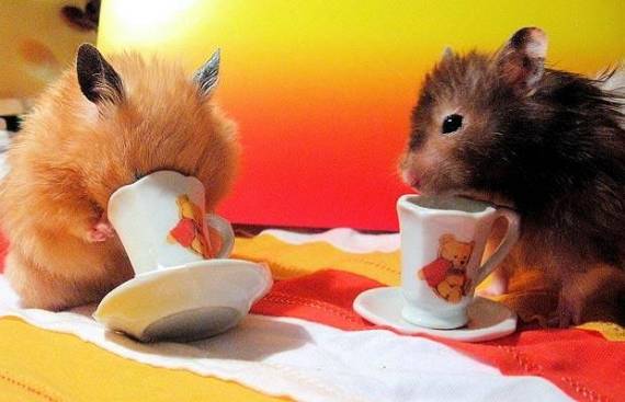 Funny picdump (91 pics)