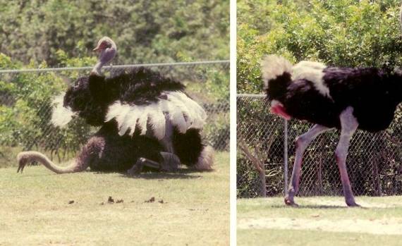 Funny picdump (91 pics)