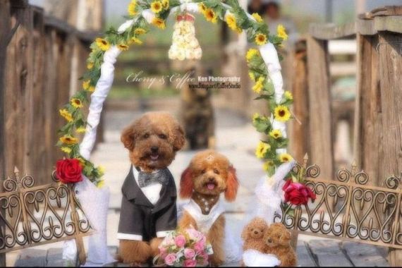 Funny Wedding (19 pics)