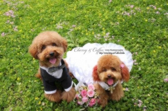 Funny Wedding (19 pics)
