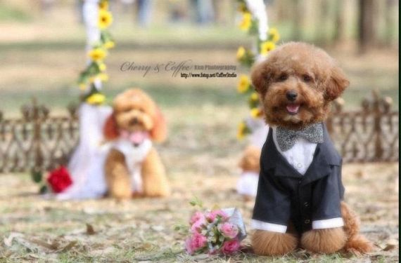 Funny Wedding (19 pics)