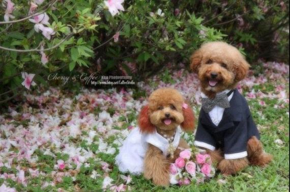 Funny Wedding (19 pics)