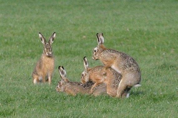 Wild group sex (29 pics)