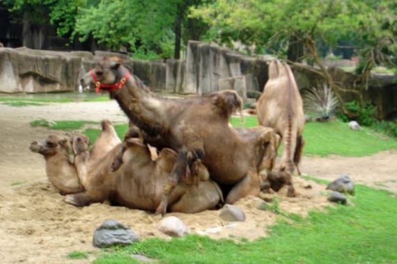 Wild group sex (29 pics)