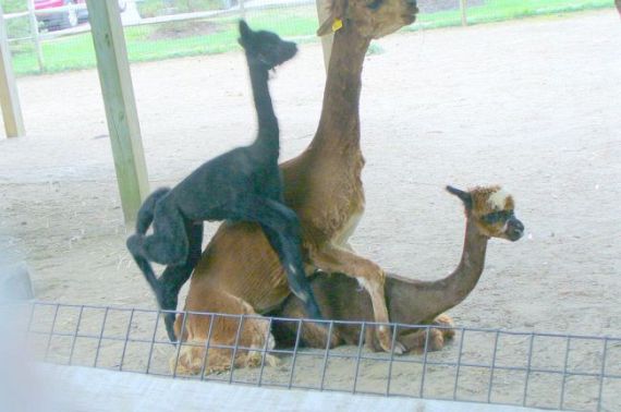 Wild group sex (29 pics)