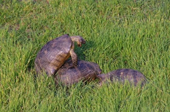 Wild group sex (29 pics)