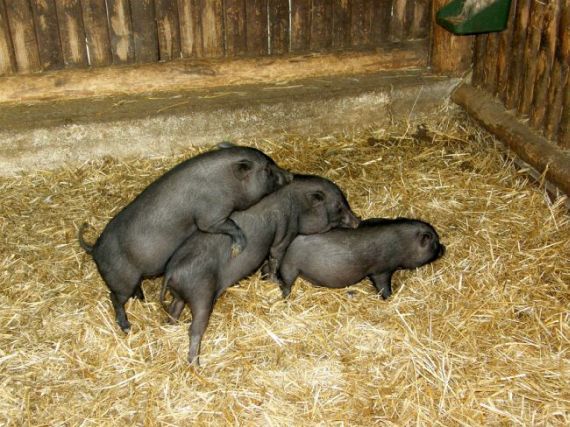 Wild group sex (29 pics)