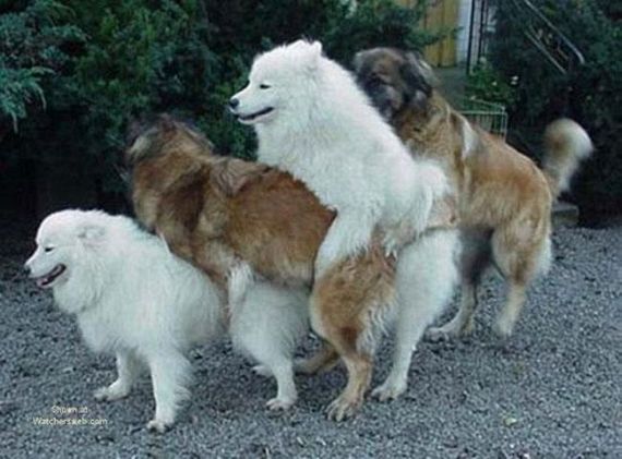 Wild group sex (29 pics)