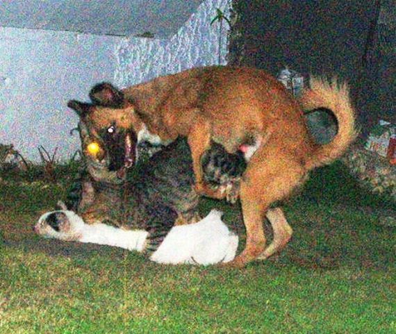 Wild group sex (29 pics)