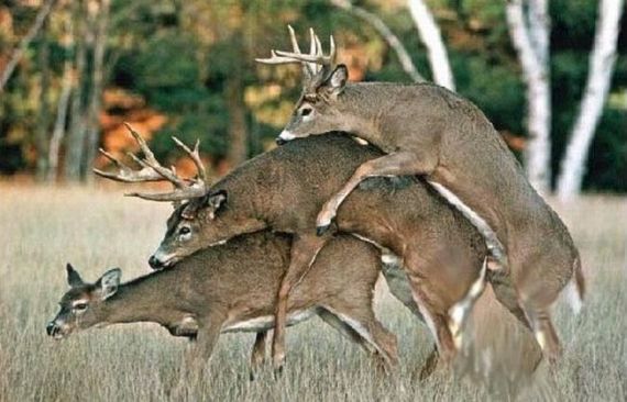 Wild group sex (29 pics)