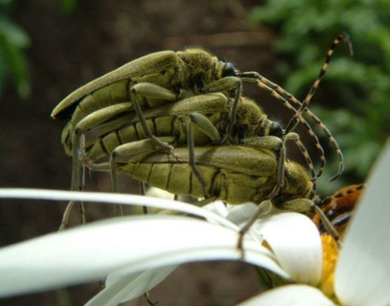 Wild group sex (29 pics)