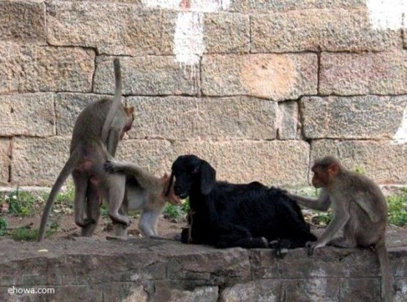 Wild group sex (29 pics)