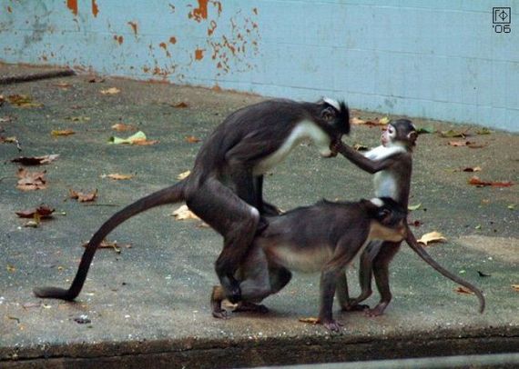 Wild group sex (29 pics)