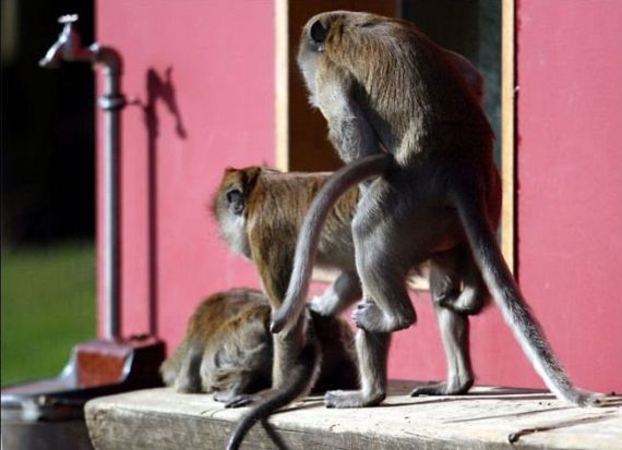 Wild group sex (29 pics)