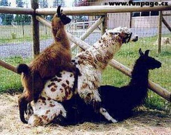 Wild group sex (29 pics)