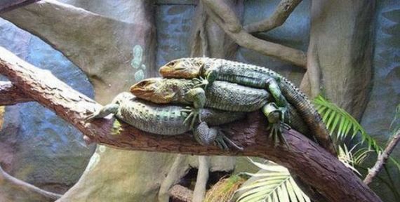 Wild group sex (29 pics)