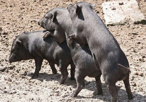 Wild group sex (29 pics)