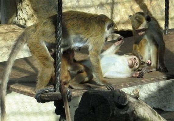 Wild group sex (29 pics)