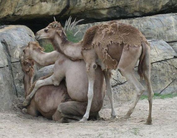 Wild group sex (29 pics)