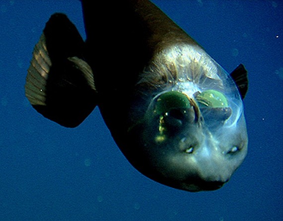 Fish With Transparent Head (11 pics)