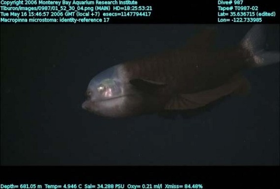 Fish With Transparent Head (11 pics)