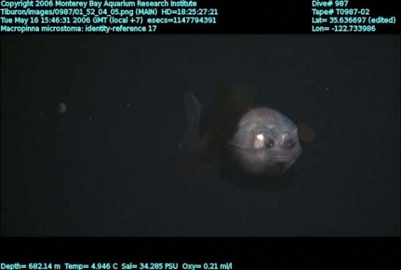 Fish With Transparent Head (11 pics)