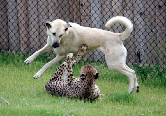 Funny picdump (109 pics)