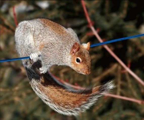 Squirrel Acrobatics (17 pics)