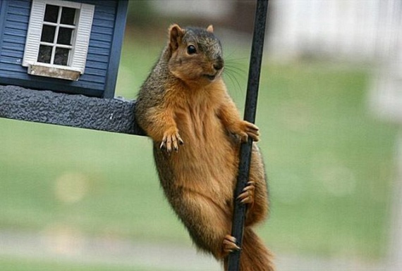 Squirrel Acrobatics (17 pics)