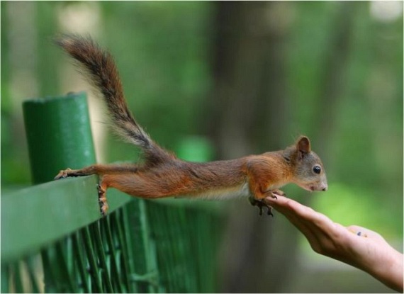 Squirrel Acrobatics (17 pics)