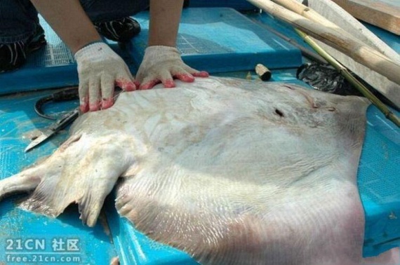 That eat Electric ray? (8 pics)