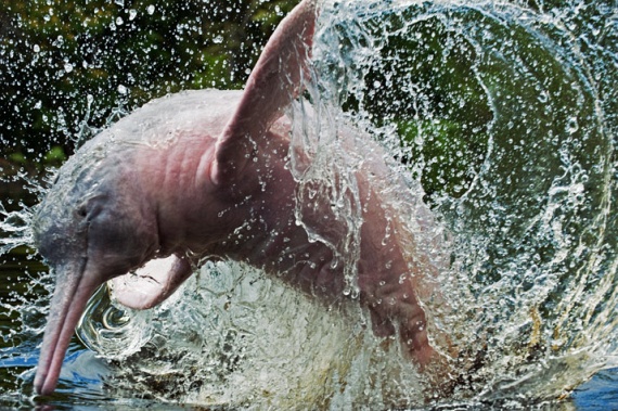 Amazon River Dolphin (11 pics)