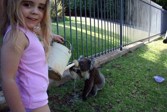 Funny Koalas (21 pics)