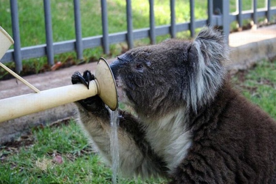 Funny Koalas (21 pics)