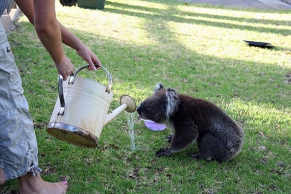 Funny Koalas (21 pics)