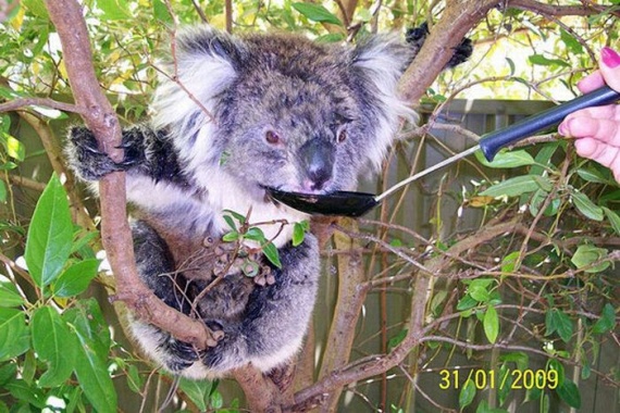 Funny Koalas (21 pics)