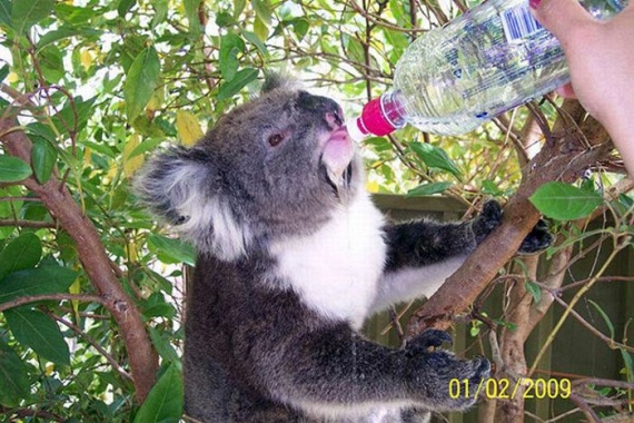 Funny Koalas (21 pics)