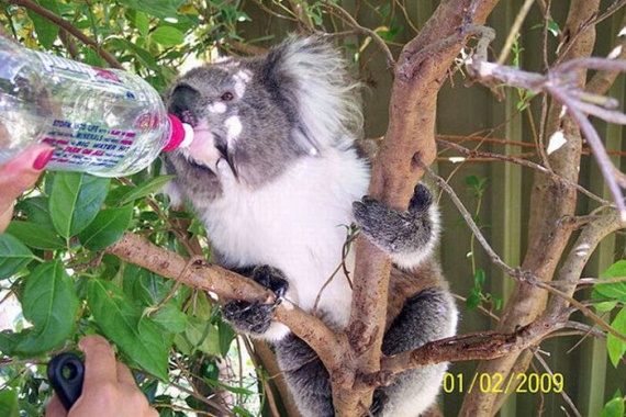 Funny Koalas (21 pics)