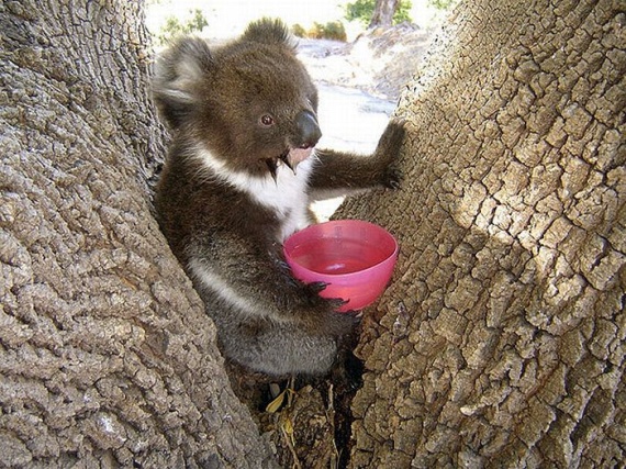 Funny Koalas (21 pics)