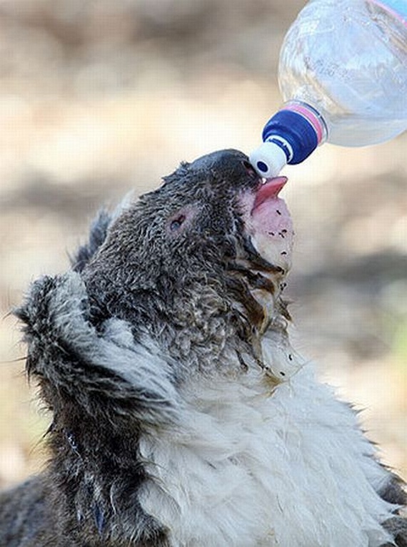 Funny Koalas (21 pics)