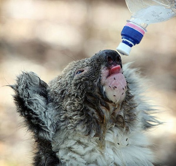 Funny Koalas (21 pics)