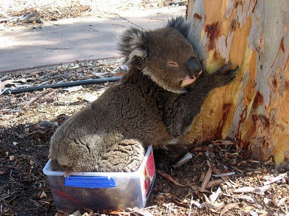 Funny Koalas (21 pics)