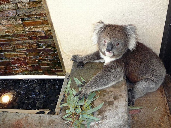 Funny Koalas (21 pics)