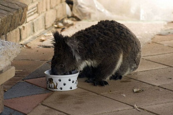 Funny Koalas (21 pics)