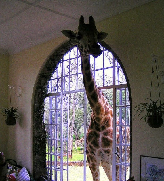 Only in Africa (34 pics)