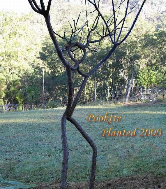 Pooktre Tree Shapers (21 pics)