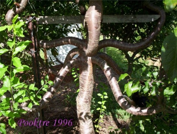 Pooktre Tree Shapers (21 pics)