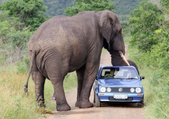 Kruger National Park (52 pics)