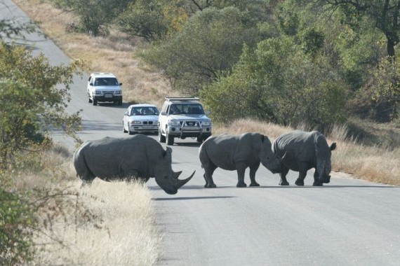 Kruger National Park (52 pics)