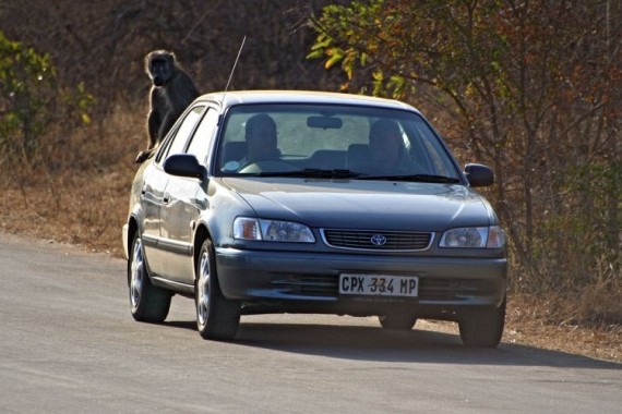Kruger National Park (52 pics)